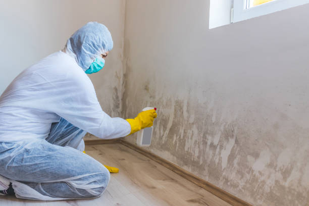 Licensed Attic Mold Removal service in Central City, KY - WQB Mold Removal