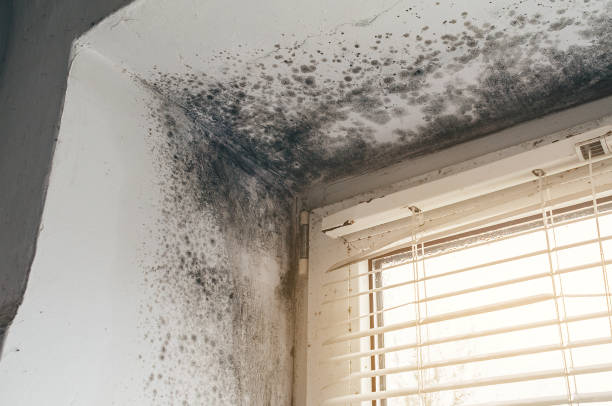 Affordable Attic Mold Removal solutions in Central City, KY